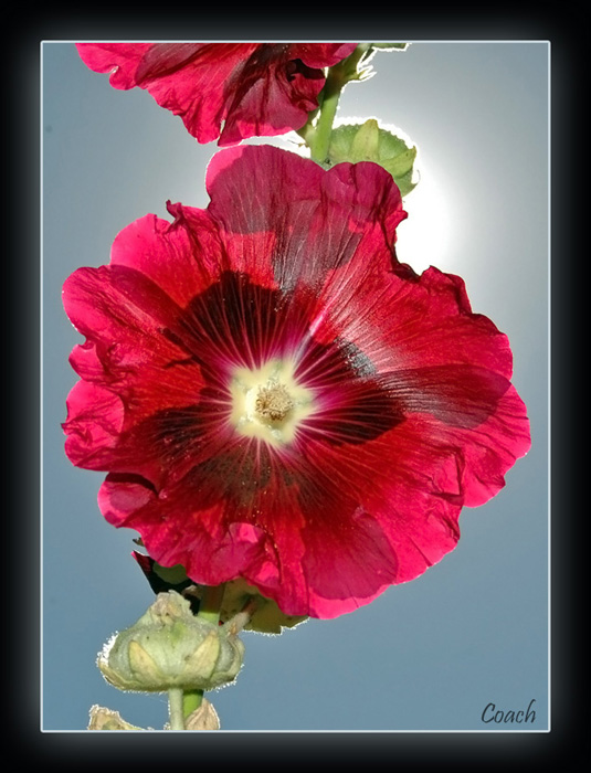 Alcea rosea